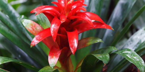 guzmania