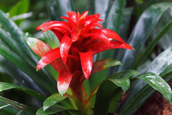 guzmania