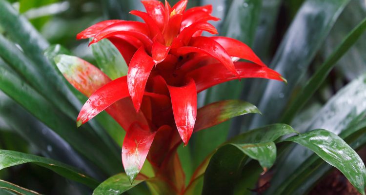 guzmania