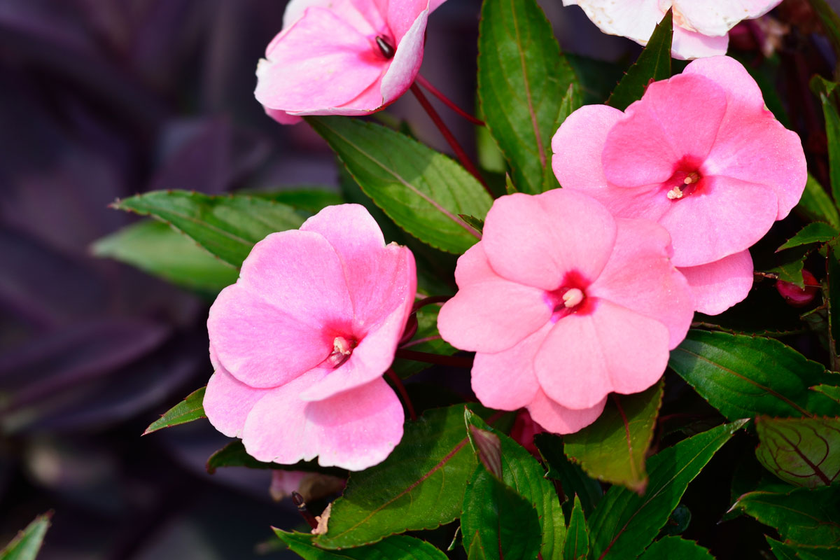 Impatiens o fiori di vetro: una delle più esplosive fioriture dell'estate