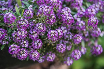 lobularia