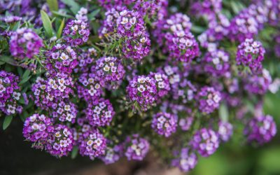 lobularia