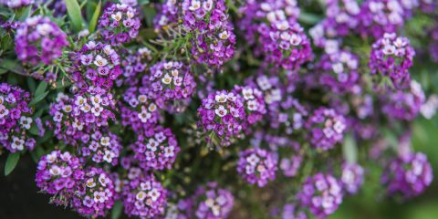 lobularia