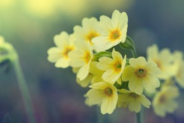 primula