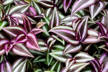 tradescantia