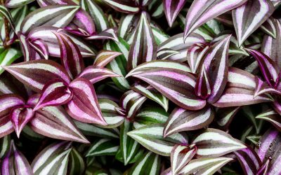 tradescantia