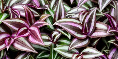 tradescantia