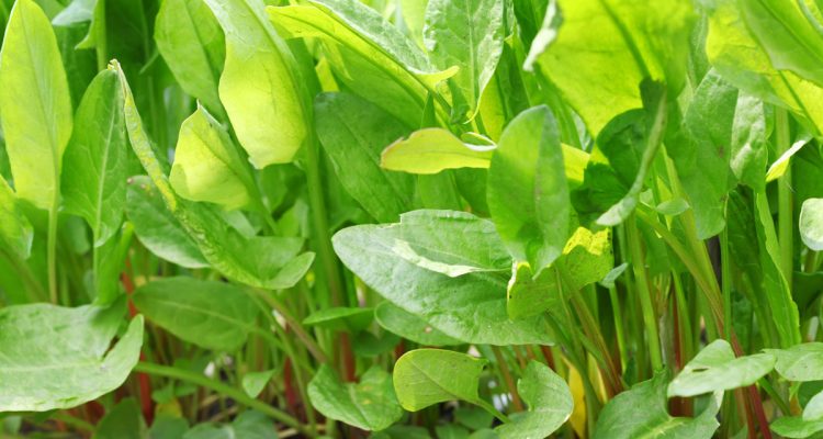 acetosa