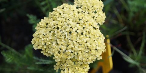 achillea