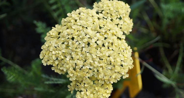 achillea