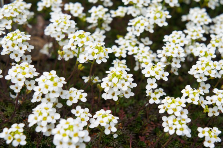 Alisso Bianco, giallo e ideale per giardini rocciosi come coltivarlo?