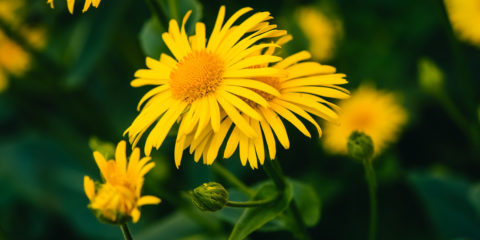 arnica