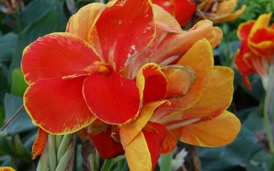 canna-indica