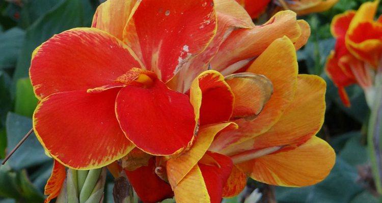 canna-indica