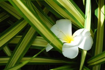 chlorophytum