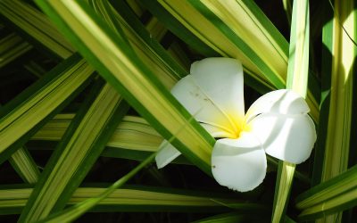 chlorophytum