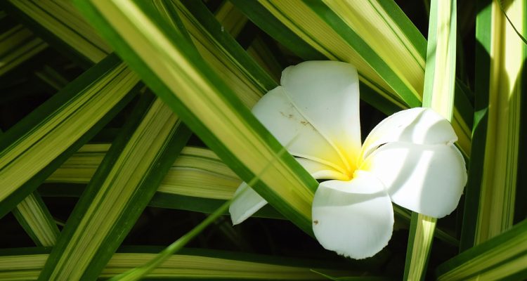 chlorophytum