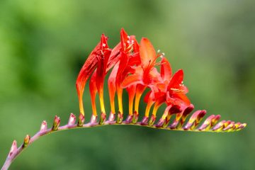 crocosmia