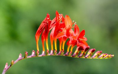 crocosmia