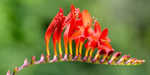 crocosmia