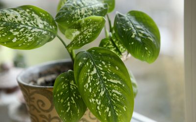 dieffenbachia