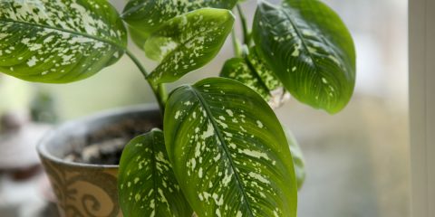 dieffenbachia