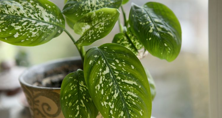 dieffenbachia