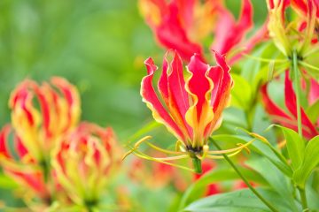 gloriosa