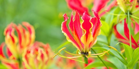 gloriosa