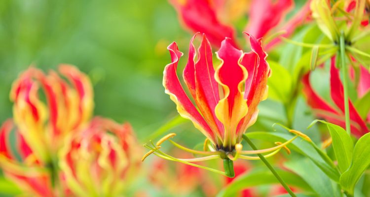 gloriosa