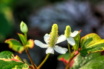 houttuynia-cordata