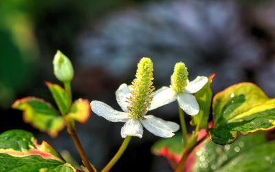 houttuynia-cordata