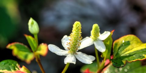 houttuynia-cordata