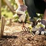 Maggio: i lavori da fare in giardino