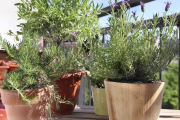 orto-sul-balcone