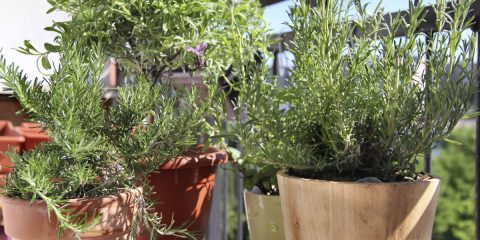 orto-sul-balcone