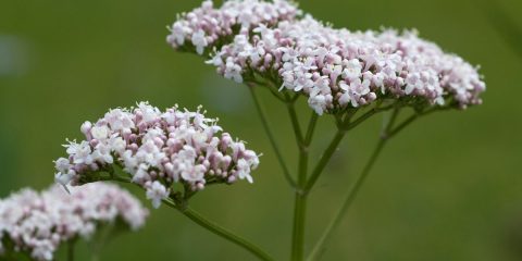 valeriana