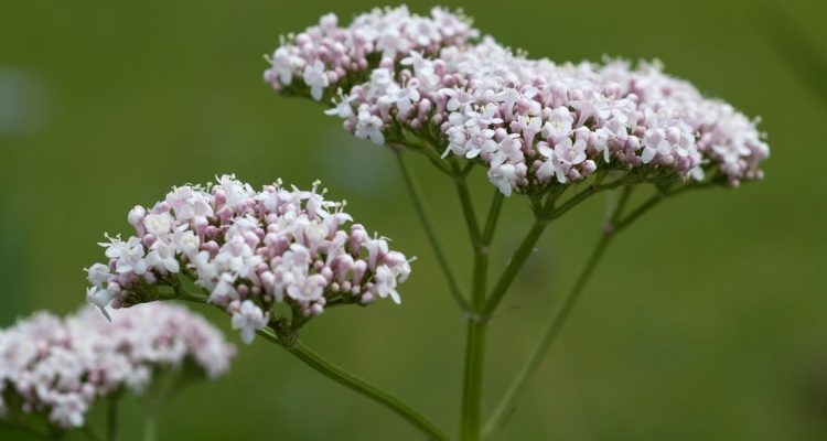 valeriana