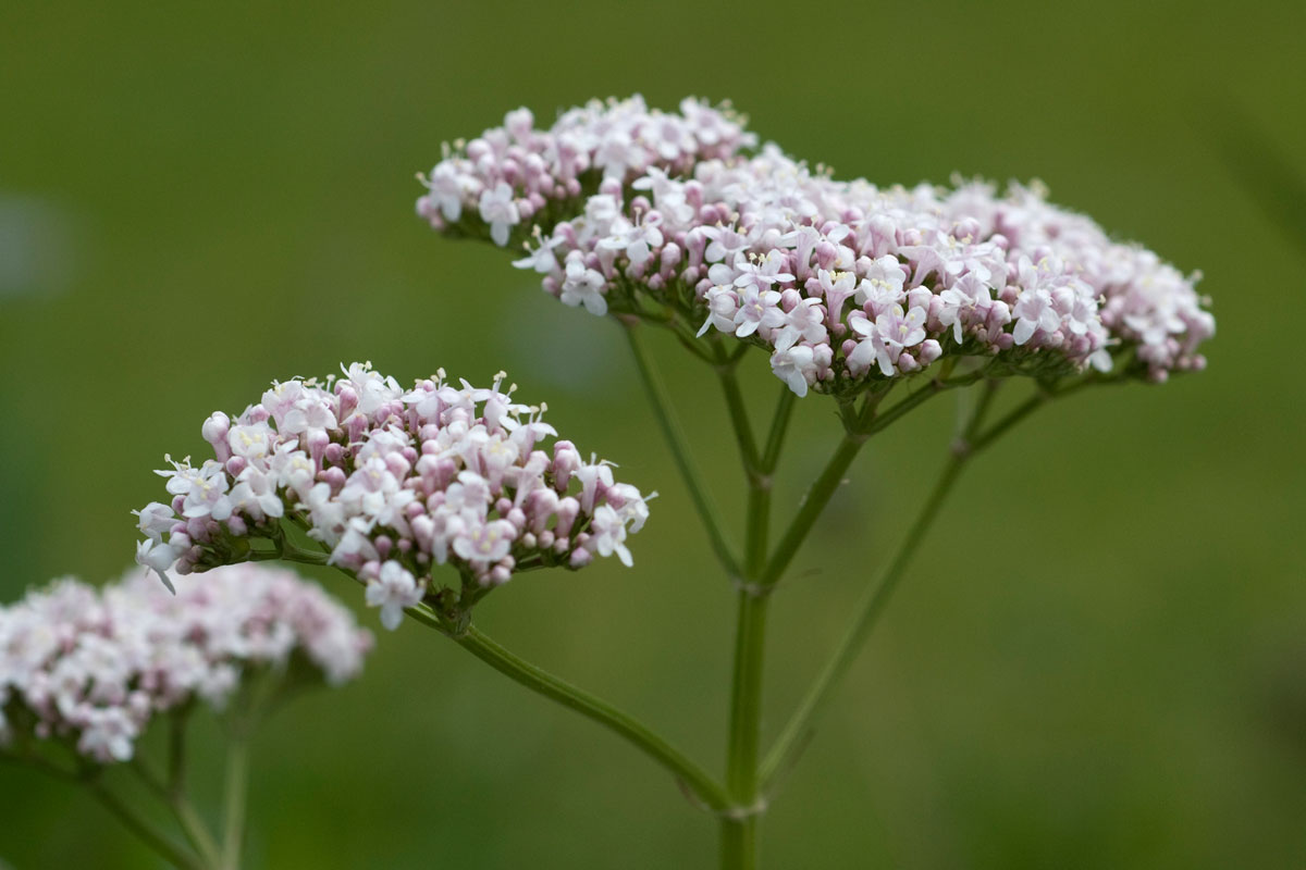 valeriana