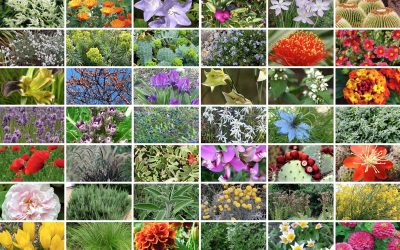 piante che non temono la sete