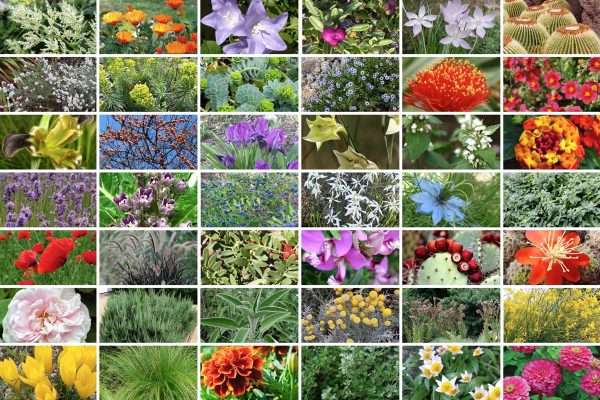 piante che non temono la sete