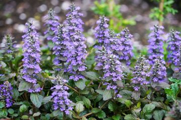 ajuga reptans