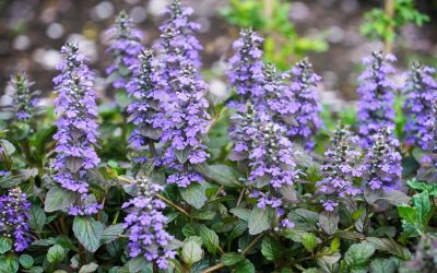 ajuga reptans