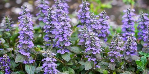 ajuga reptans