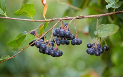 aronia