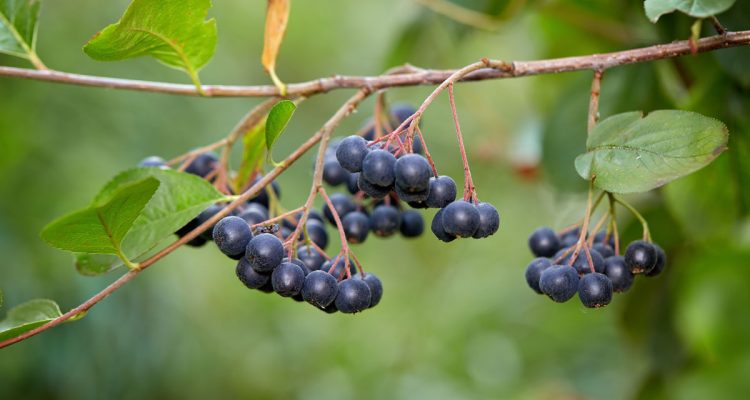 aronia