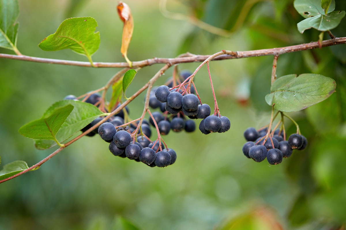 aronia