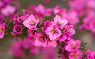 boronia