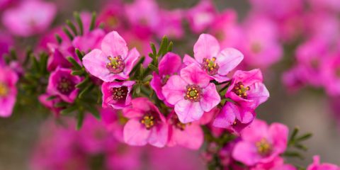 boronia