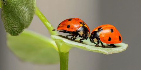 coccinelle